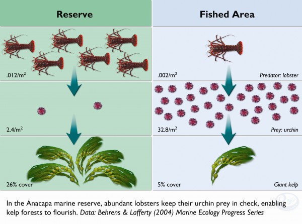 Marine Reserves Produce More Fish and Keep the Eco-System in Balance