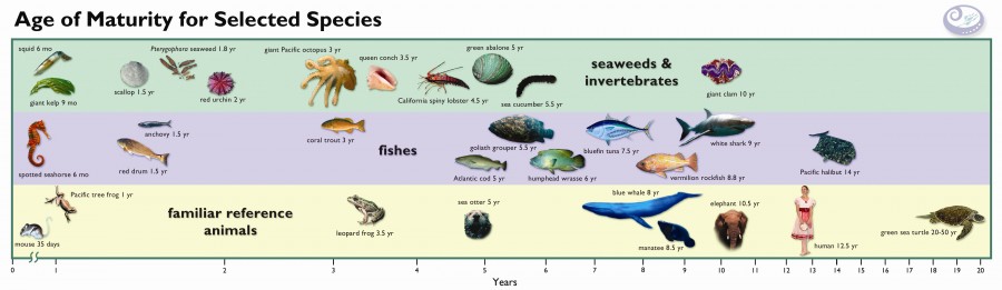 The Age At Which Fish Mature