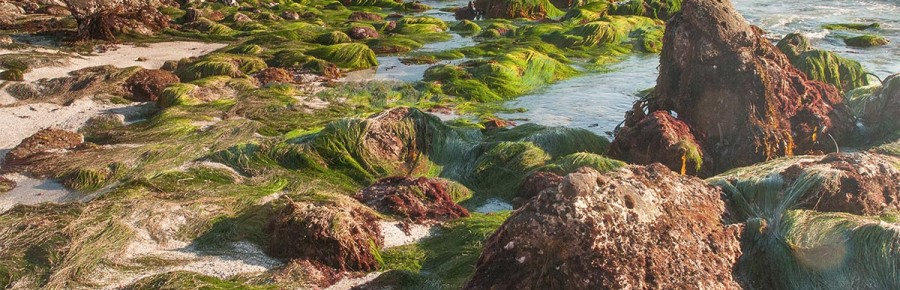 First Place: King Tide and Sea Grass by Ron Chilcote