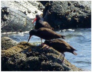 Adult BLOY (solid bright red bill) presenting a limpet to two BLOY chicks (bi-colored black and red bills). These chicks have fledged from the nest site and are nearly the size of their parents but are still dependent on them for much of their food.