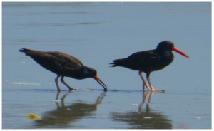 BLOY chic (on left) and Adult BLOY (on right) foraging on the beach.