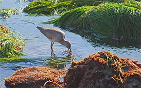 Fourth Place:  Foster Eubank - Western Willet Foraging at Low Tide in the Surfgrass