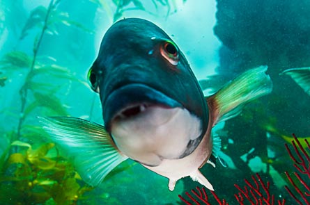 Second-Place: Tim Williams - Curious Male Sheephead